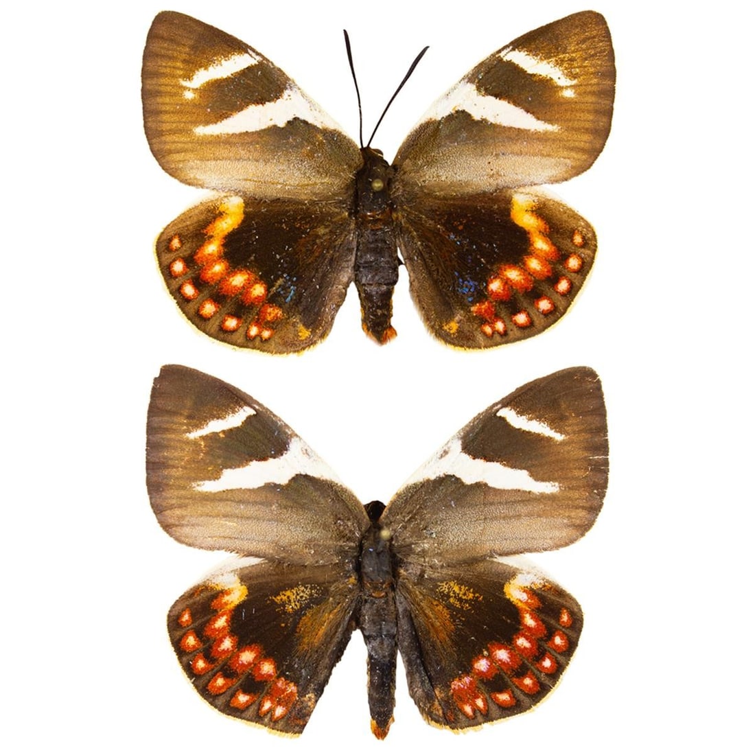 Castnia eudesmia PAIR