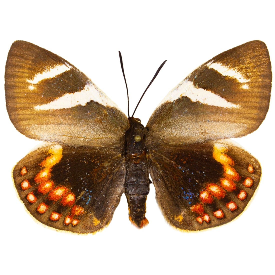 Castnia eudesmia PAIR - 2