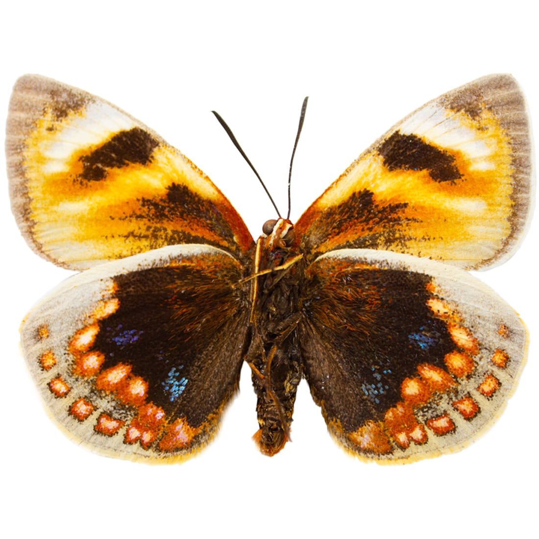 Castnia eudesmia PAIR - 3