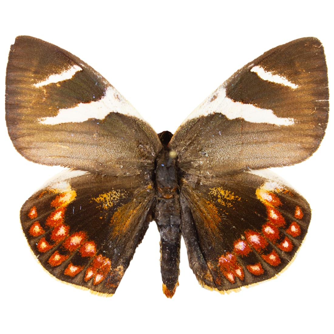 Castnia eudesmia PAIR - 4