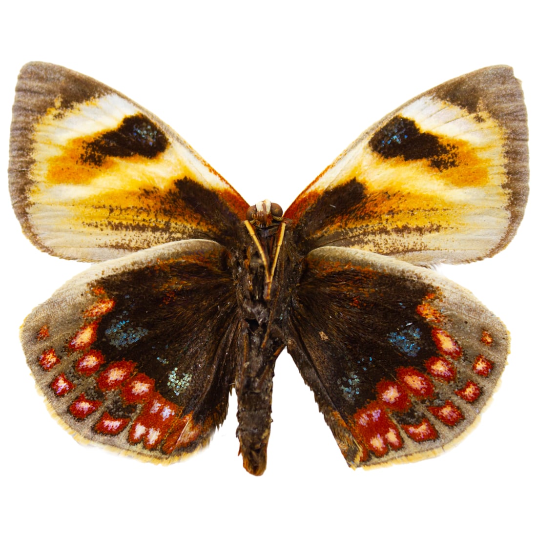 Castnia eudesmia PAIR - 5