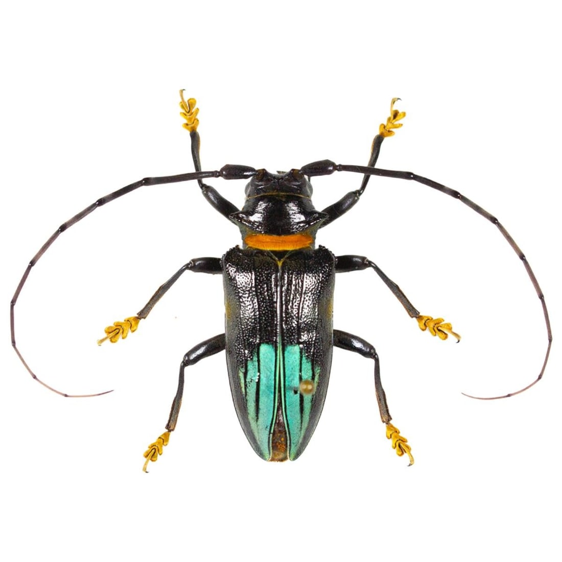 Sternotomis pupieri PAIR - 2
