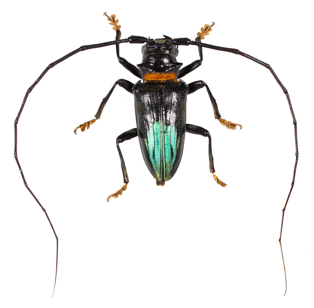 Sternotomis pupieri PAIR - 3