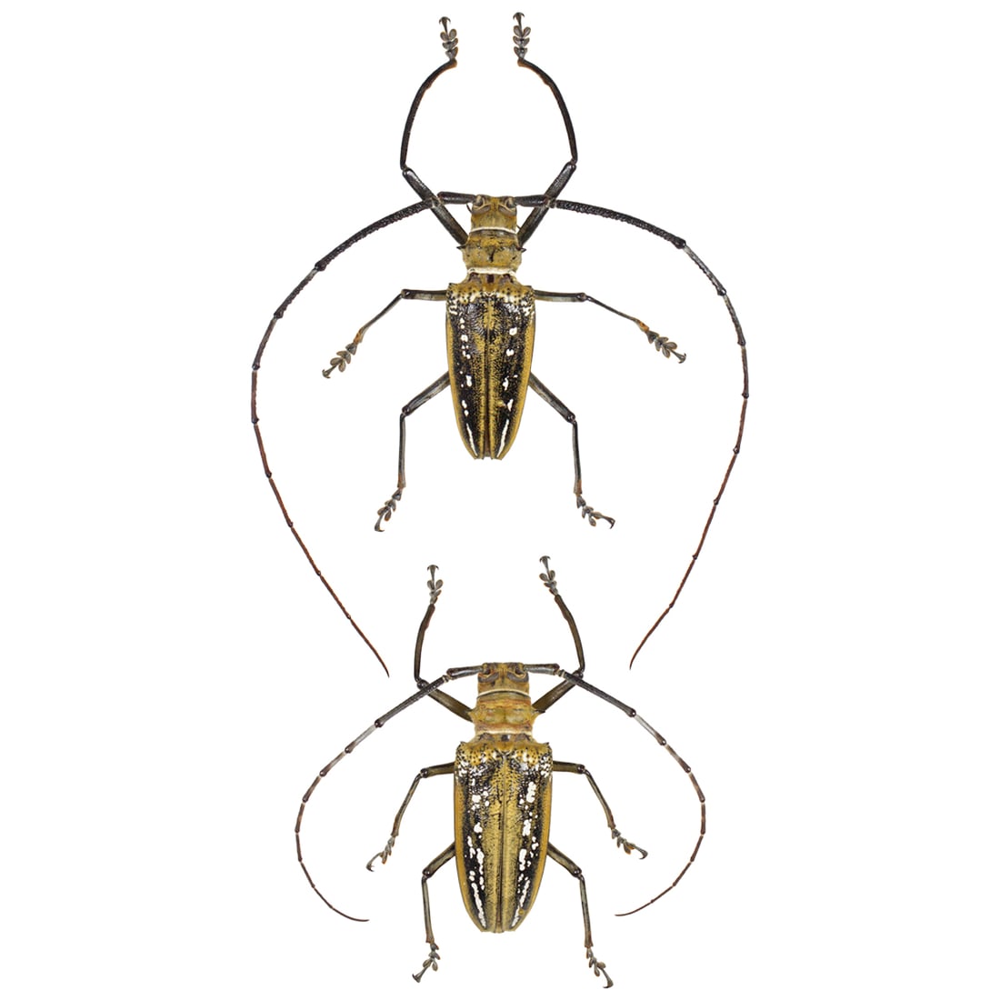 Batocera wallacei PAIR