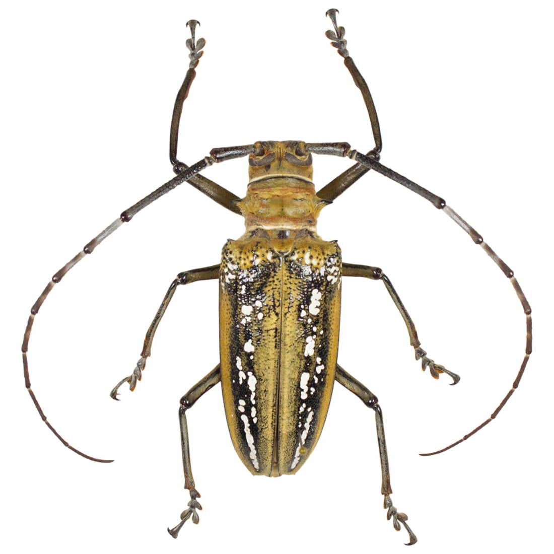 Batocera wallacei PAIR - 2