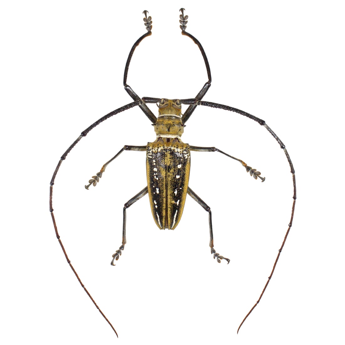 Batocera wallacei PAIR - 3