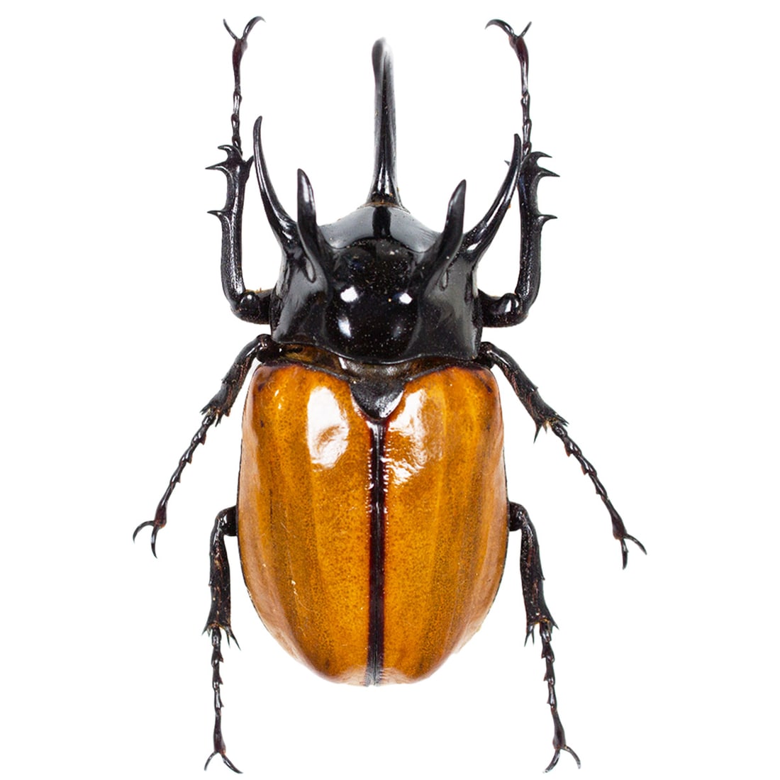 Eupatorus gracillicornis PAIR - 2