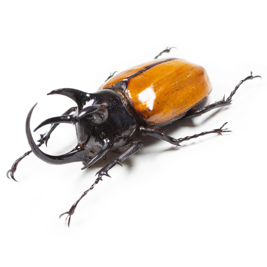 Eupatorus gracillicornis PAIR - 3