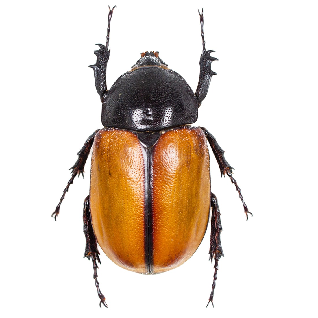 Eupatorus gracillicornis PAIR - 4