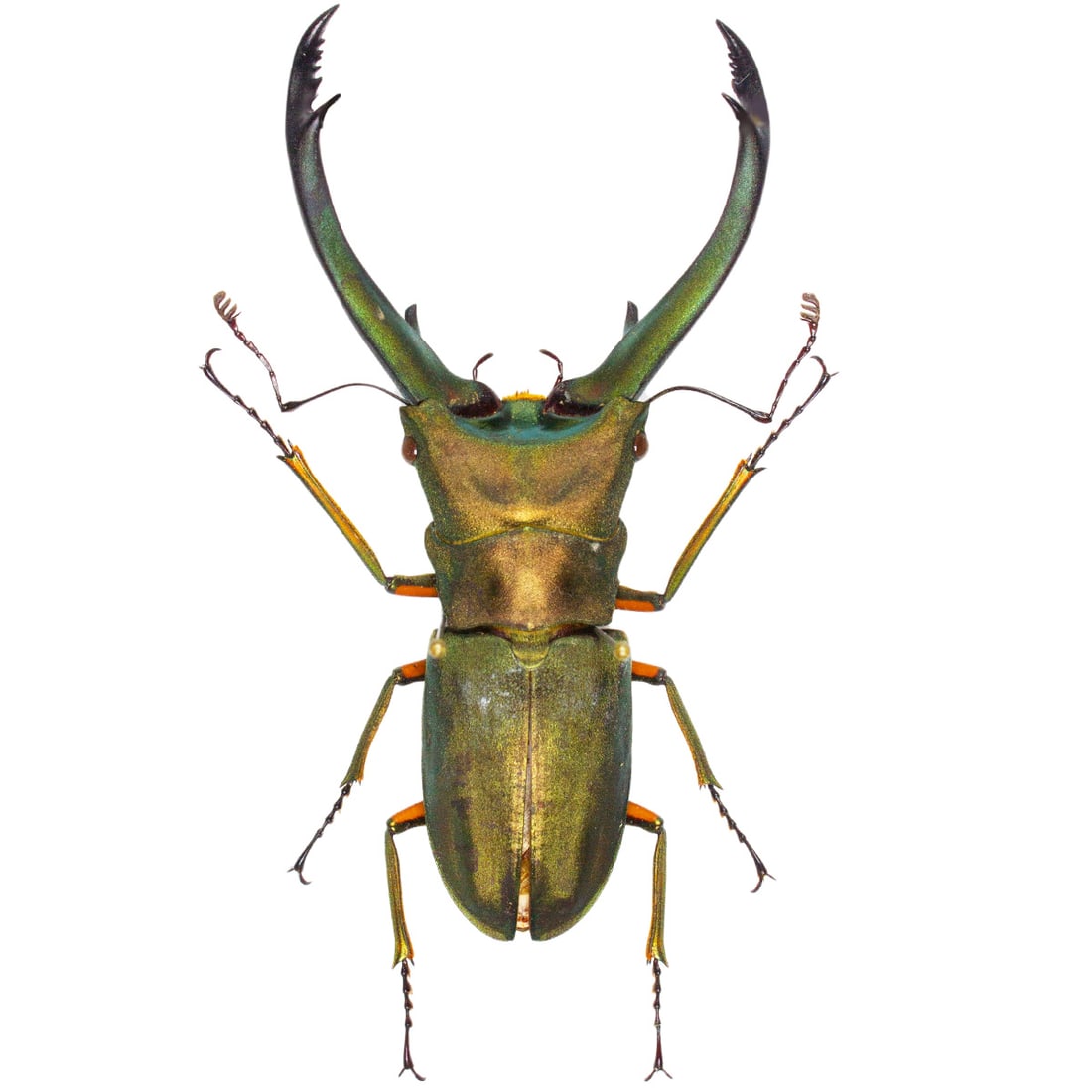 Stag Beetle Duo - 2
