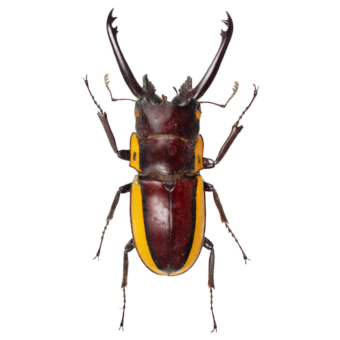 Stag Beetle Duo - 3