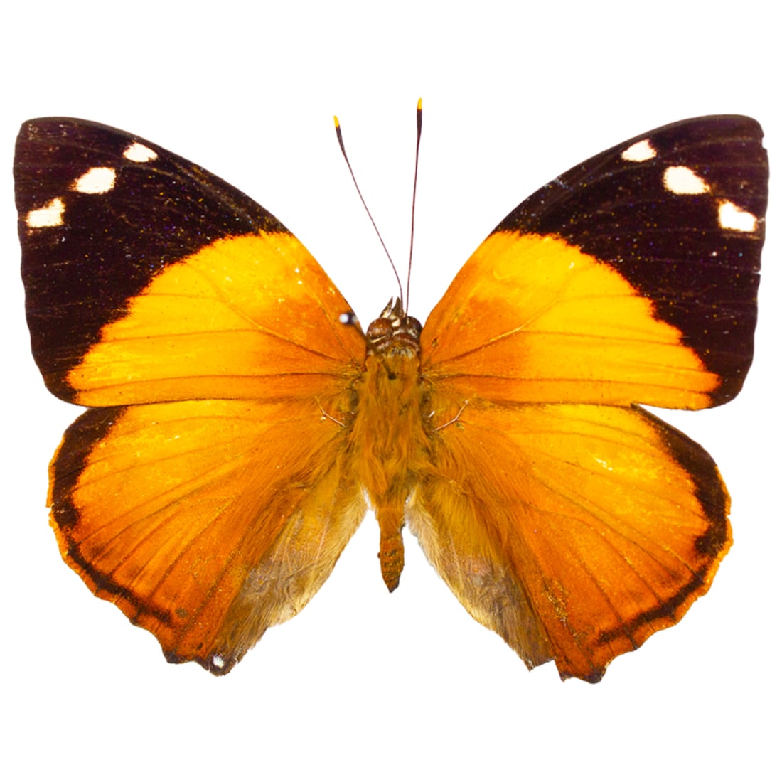 Smyrna blomfildia - 2