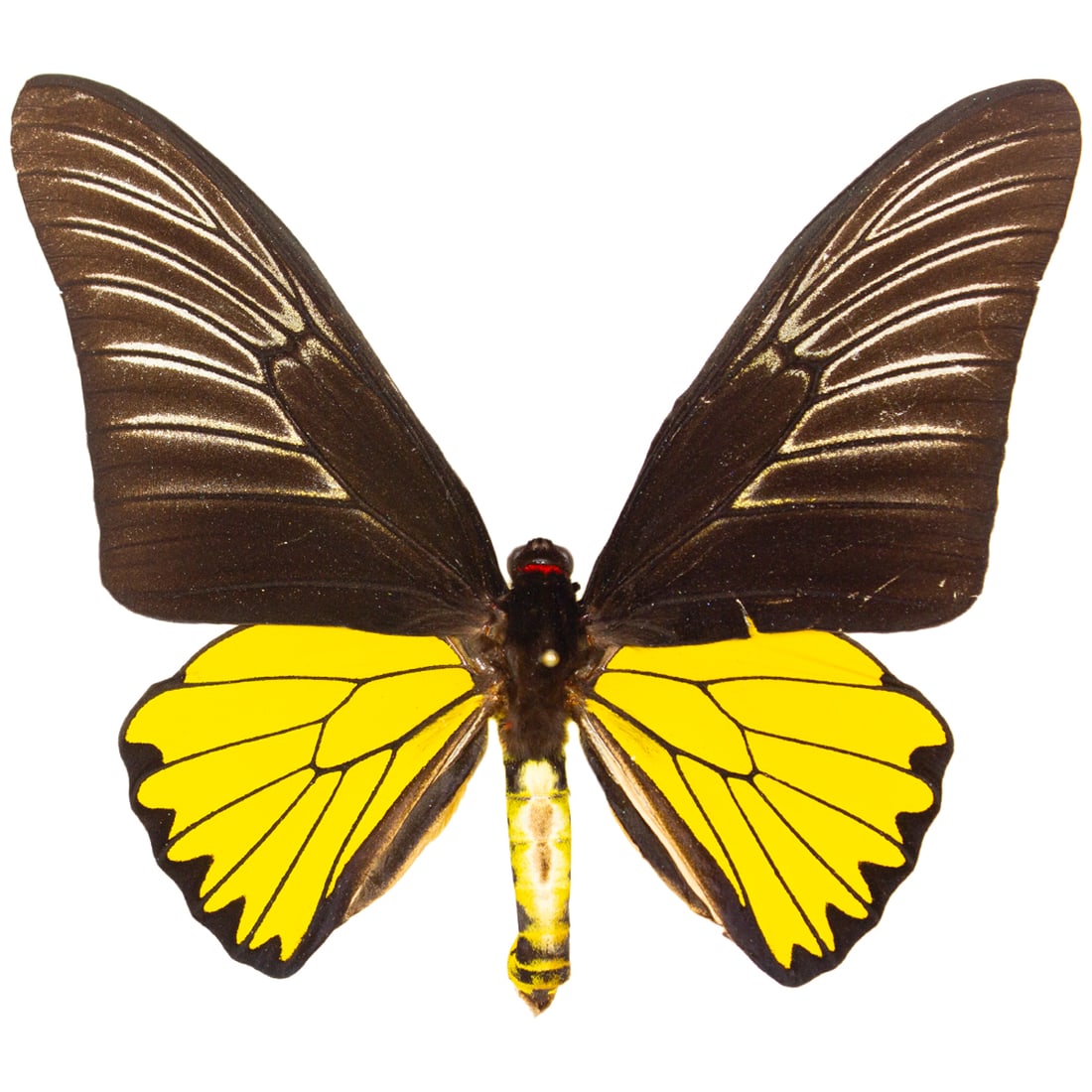 Troides magellanus PAIR - 2