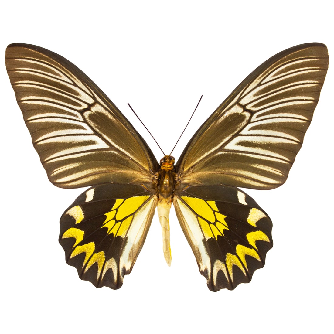 Troides magellanus PAIR - 3