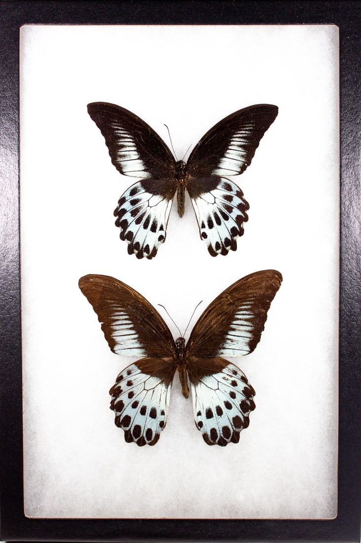 CC POLYMNESTOR PAIR FRAMED