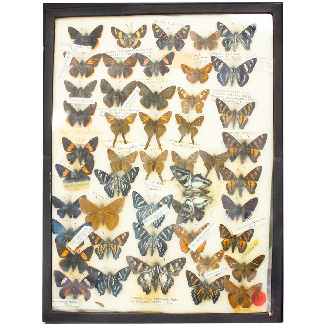 Neotropical Skipper Butterfly Collection Case
