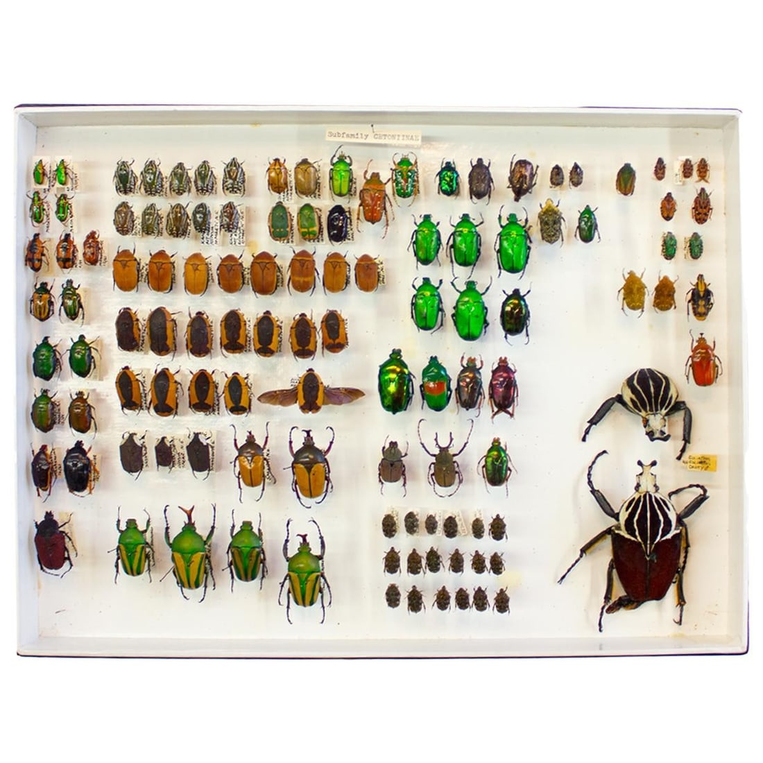 SCIENTIFIC FLOWER BEETLE COLLECTION