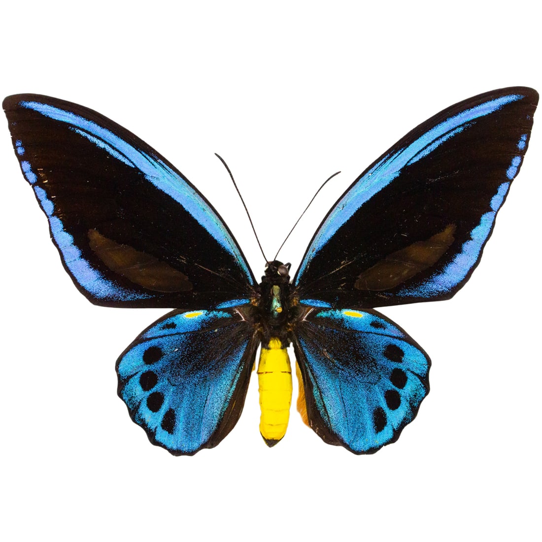 Ornithoptera urvillianus