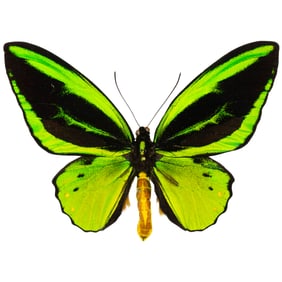 Ornithoptera priamus hecuba