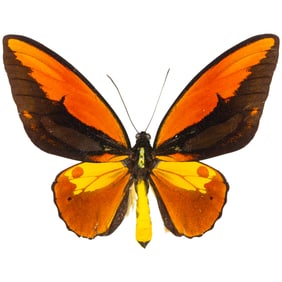 Ornithoptera croesus lydius