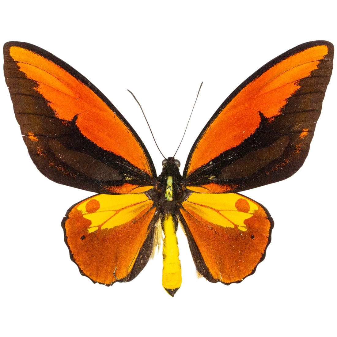 Ornithoptera croesus lydius (1 of 2)