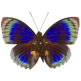 Agrias beata beautica