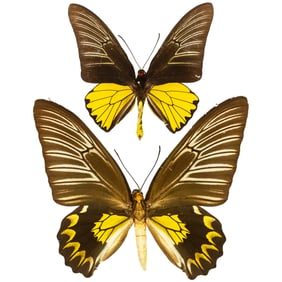 Troides magellanus PAIR