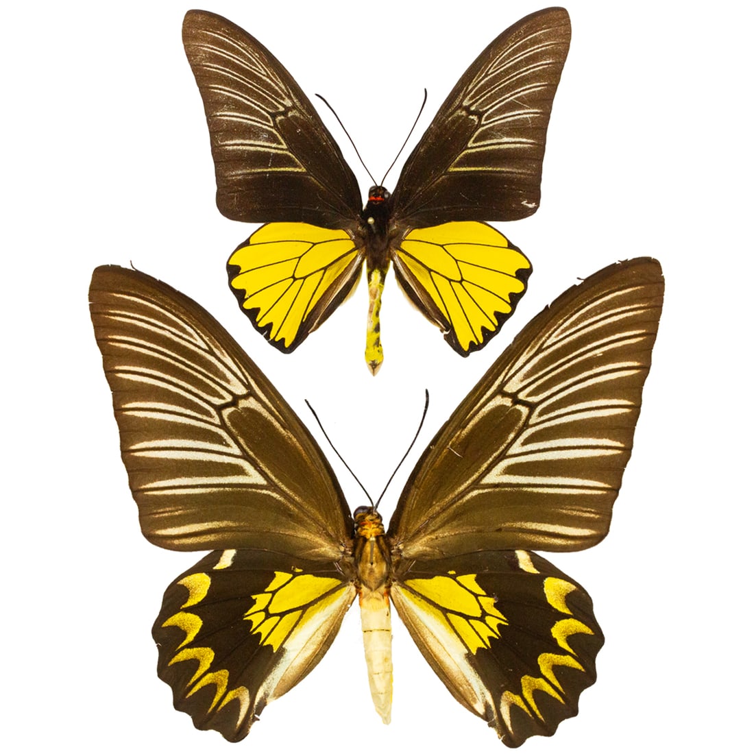 Troides magellanus PAIR (1 of 3)