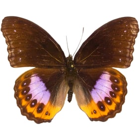 Hypolimnas pandarus