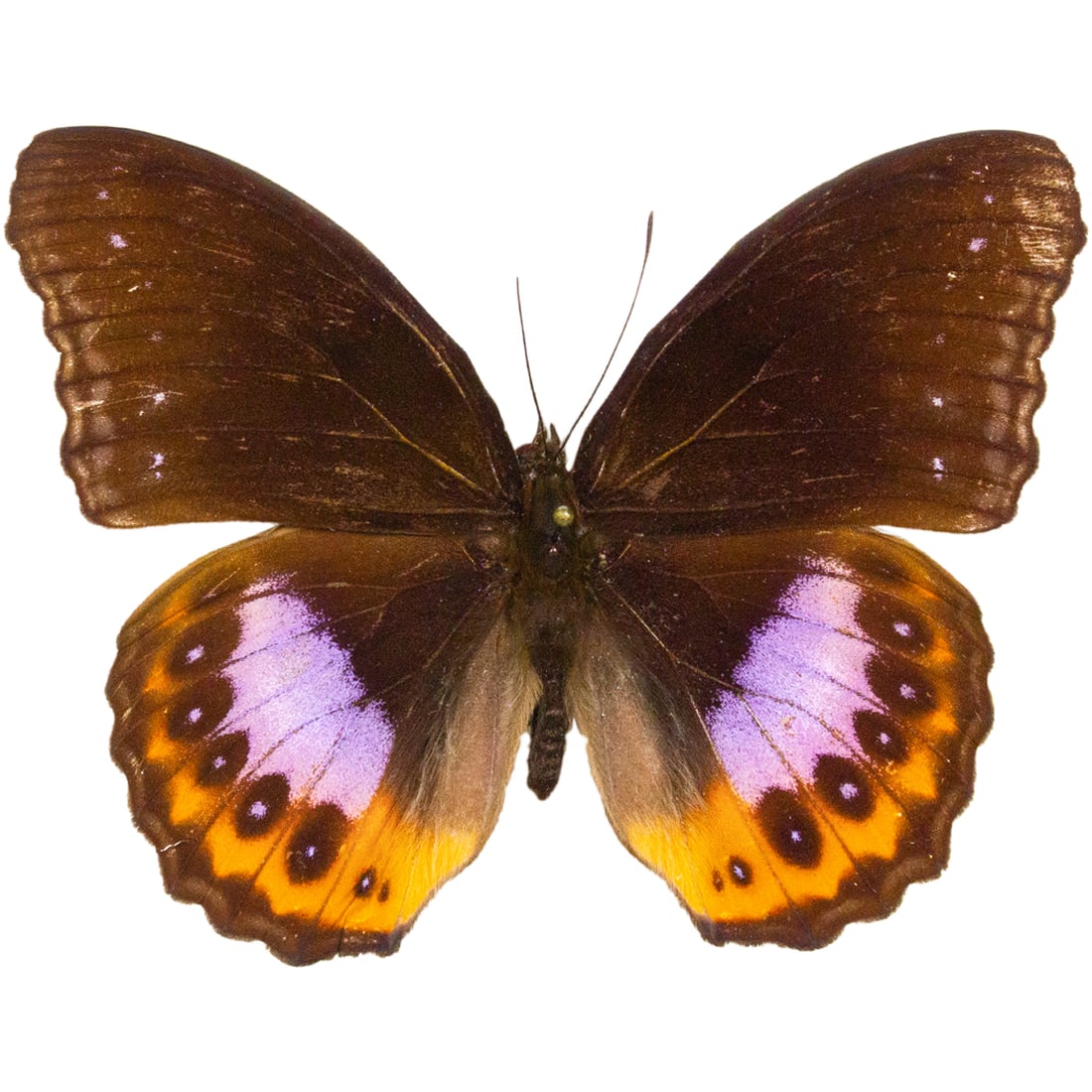 Hypolimnas pandarus: A dark brown-winged butterfly from Indonesia. Their hindwings have a lavendor pool in. the middle, surround by brown patches and tangerine coloration. Their undersides are just as beautiful, a mixture