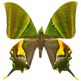 Teinopalpus imperialis