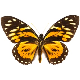 Papilio zagreus