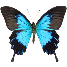 Papilio ulysses telagonus