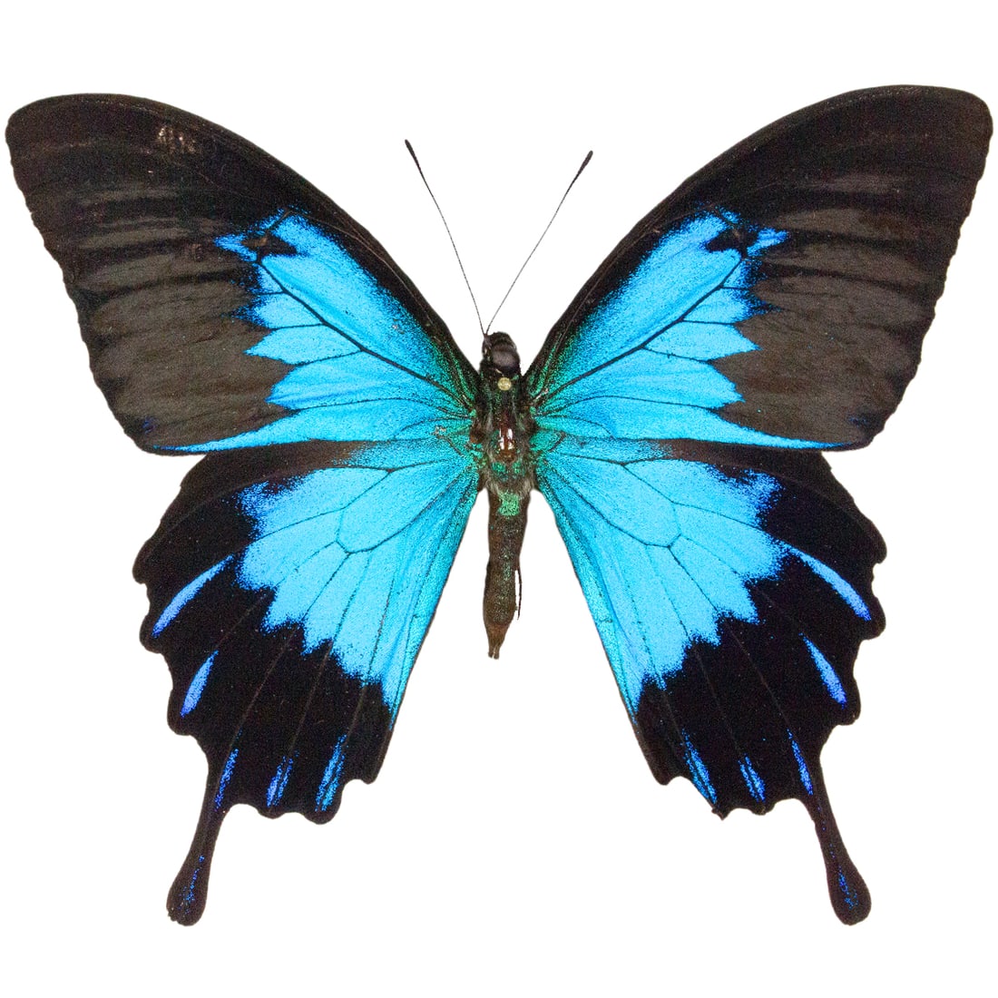 Papilio ulysses telagonus (1 of 1)