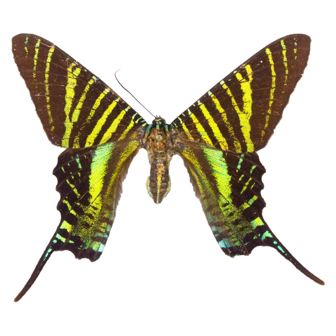 Urania boisduvali (1 of 2)