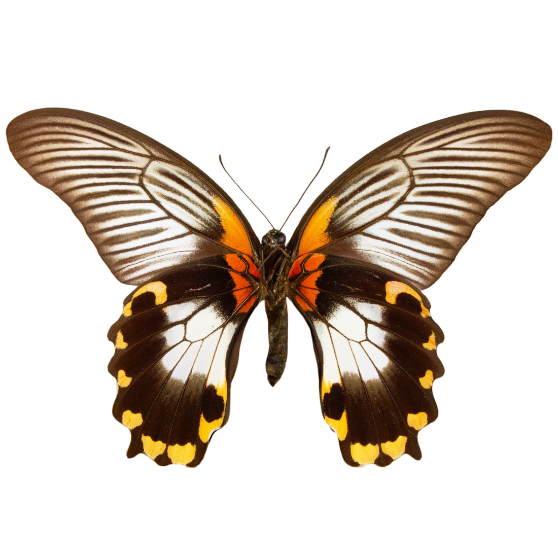 Papilio memnon FEMALE: Native to SE Asia, the Great Mormon female swallowtails come in numerous variant forms. They are typically variable in coloration with white, sepia browns, and some red. You will receive this exact sp