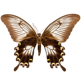 Papilio ascalaphus anagoria FEMALE