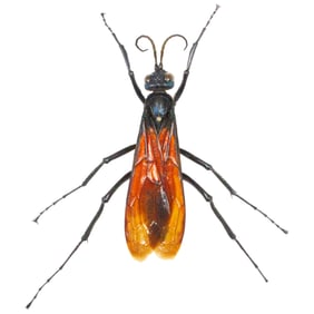 Large Brazilian Tarantula-Hawk Wasp