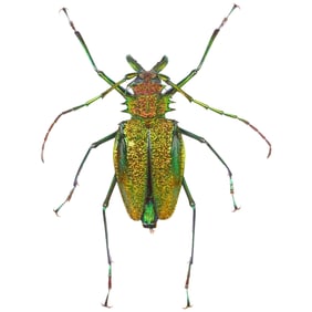 Friendi Beetle