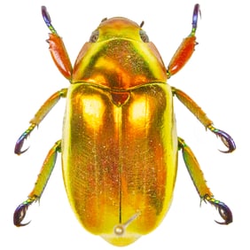 Chrysina aurigans RED FORM