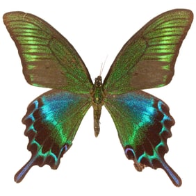 Papilio maackii
