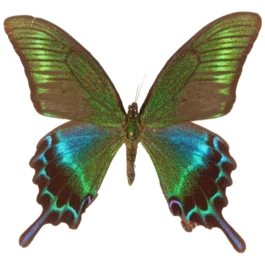 Papilio maackii (1 of 1)