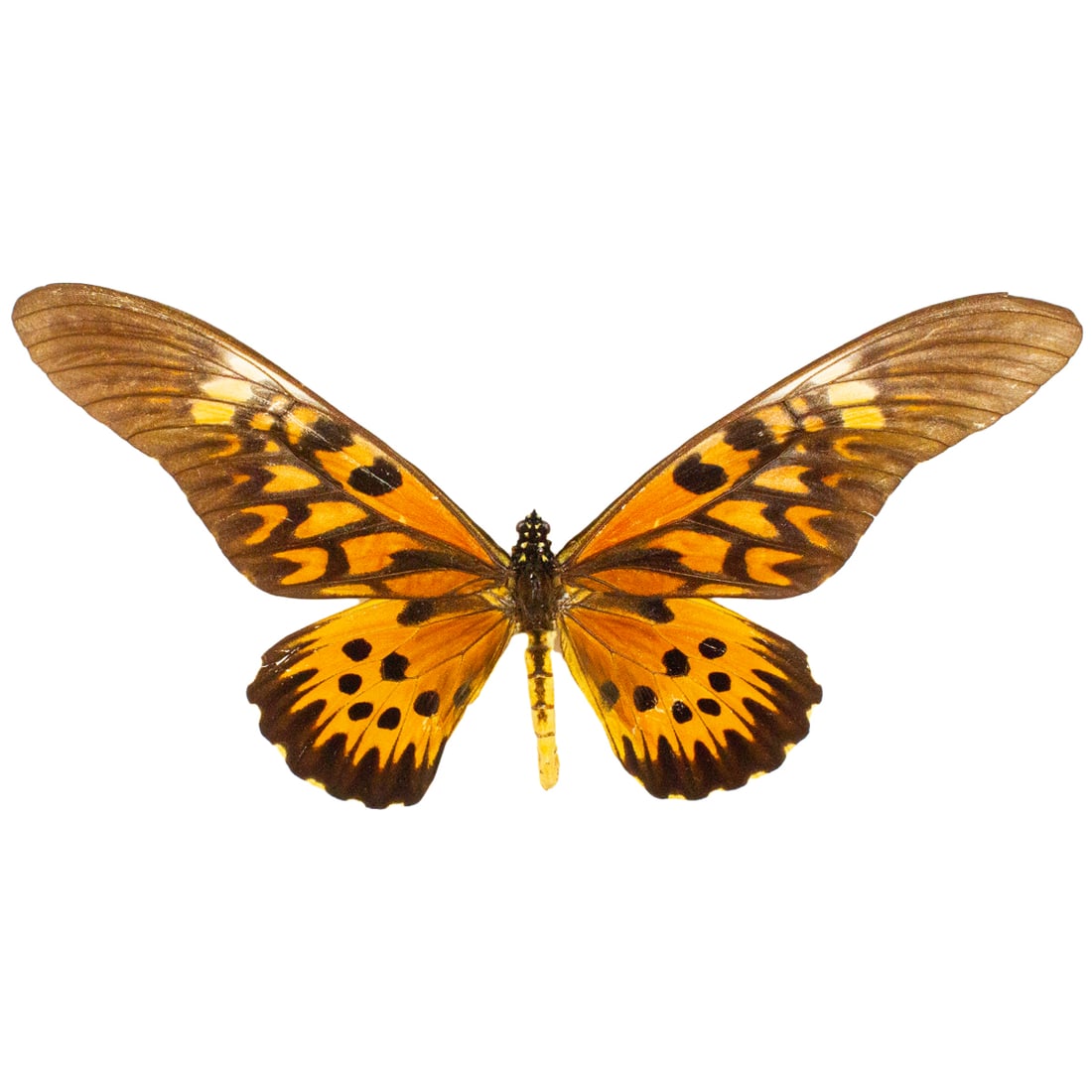 Papili antimachus (1 of 2)