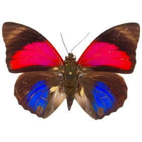 Agrias claudina