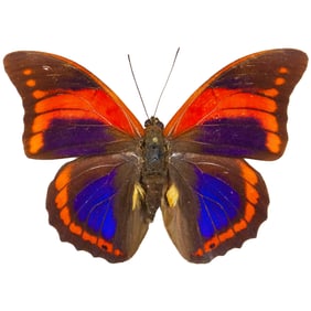 Prepona praeneste buckleyana