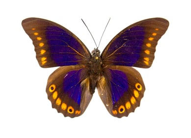 Prepona brooksiana