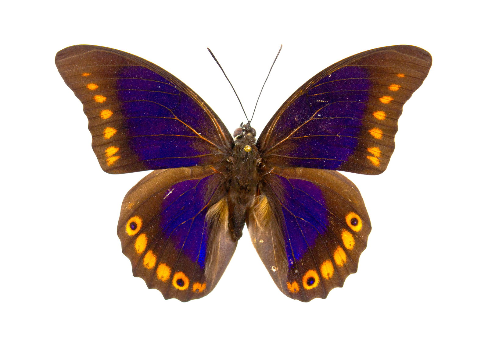 Prepona brooksiana (1 of 1)