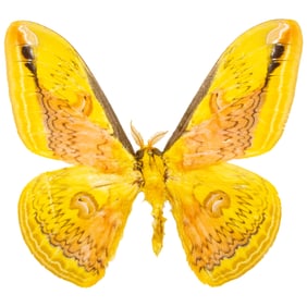 Loepa oberthuri