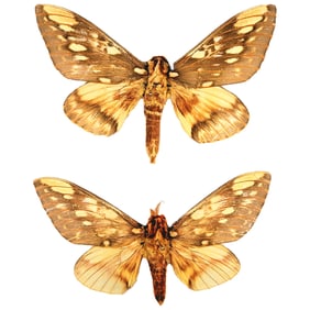 Citheronia brissotii meridionalis