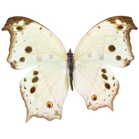 Salamis parhassus ABERRATION